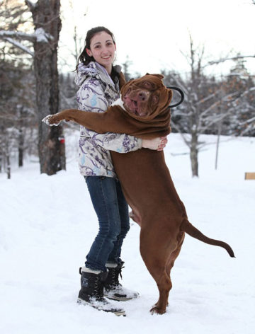 Si chiama Hulk pesa 78 6 kg forse il più grande pitbull sulla terra