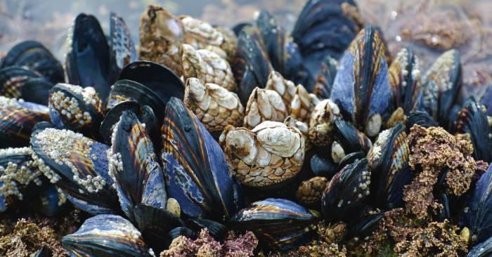 In California fa così caldo che le cozze si arrostiscono al sole e gli