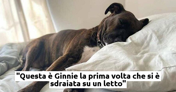 Donna adotta un cane che non ha mai conosciuto l amore e gli dà la