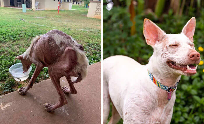 30 Foto Di Cani Prima E Dopo La Loro Adozione Che Potrebbero