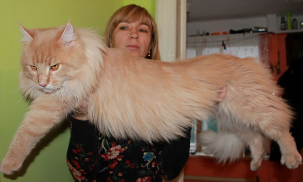 Maine Coon Il Gigante Dei Gatti Carattere Dimensioni Prezzo Curiosit