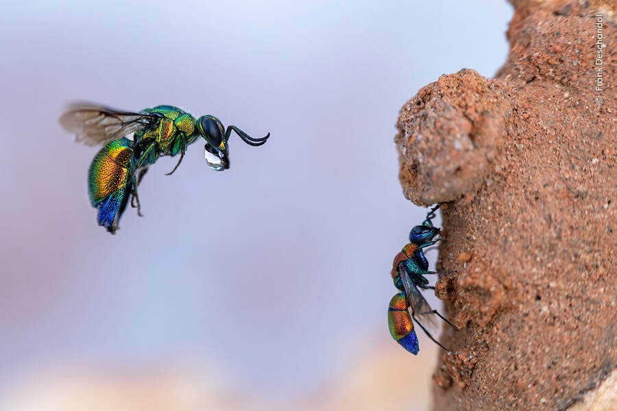 I Vincitori Del Wildlife Photographer Of The Year Peoples Choice Award