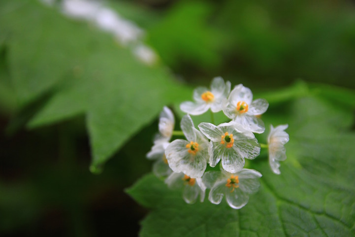 I fiori scheletro diventano trasparenti quando piove