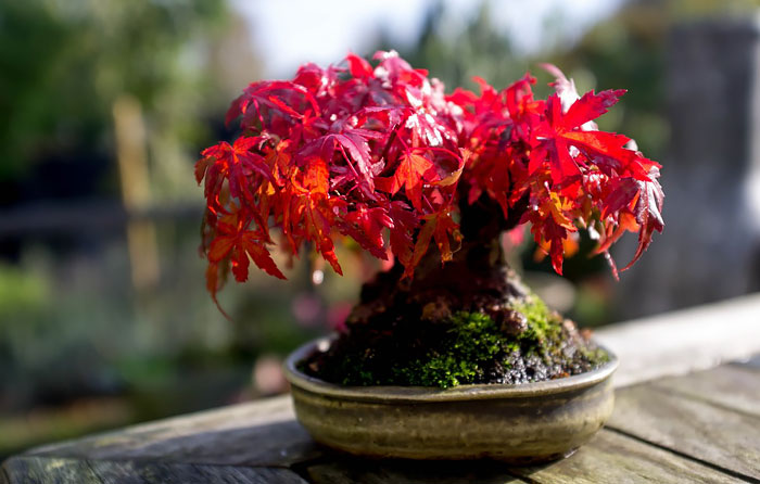 Ecco alcuni tra i più antichi e incantevoli bonsai che possiate