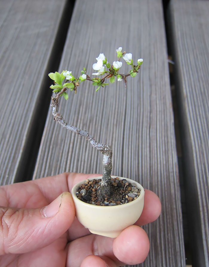 Ecco alcuni tra i più antichi e incantevoli bonsai che possiate