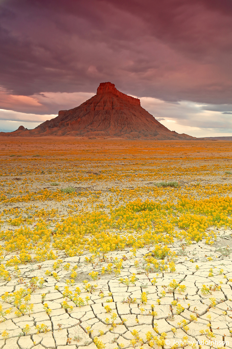 Deserti nello Utah ricoperti di fiori colorati, spettacolo della natura