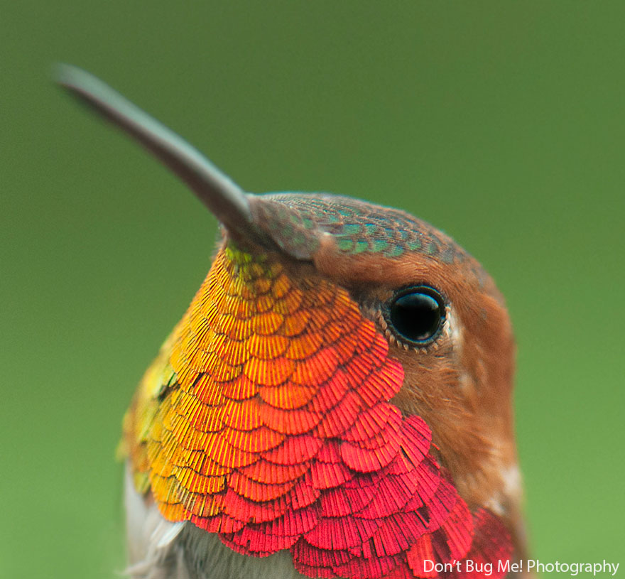 belle immagini di uccelli