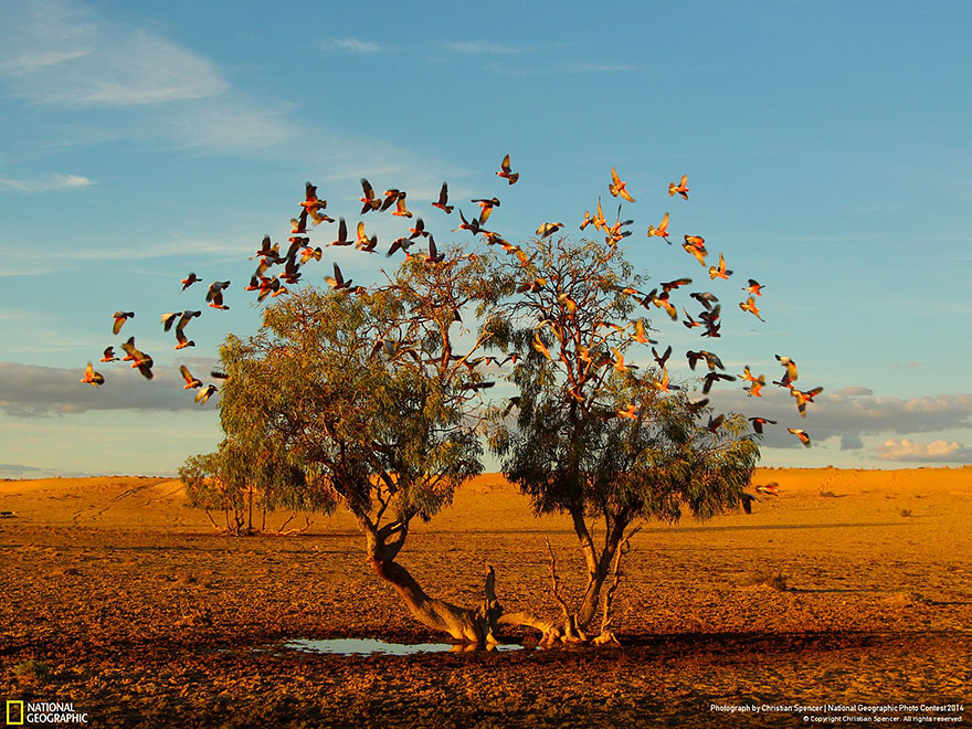 Naviganti , liberi itineranti - Pagina 24 National-geographic-photo-contest-2014-foto-natura-concorso-06