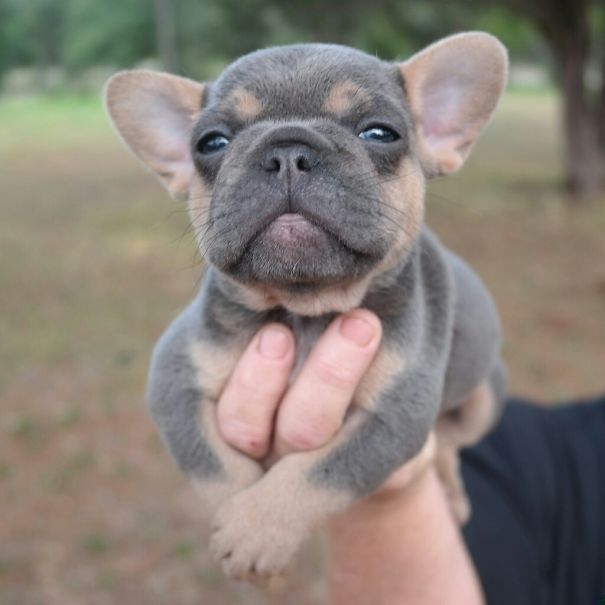 39 bellissimi cuccioli di bulldog che vi faranno innamorare