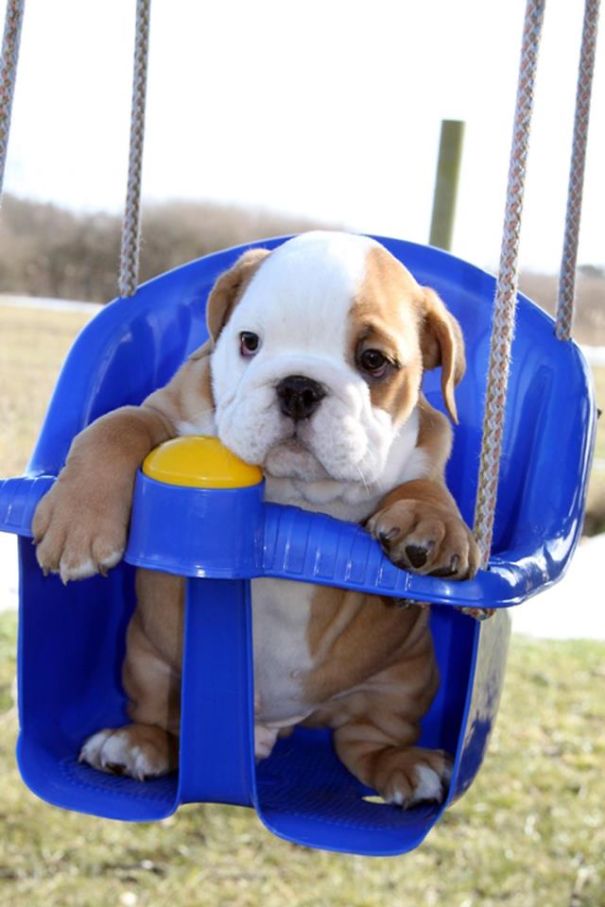 39 Bellissimi Cuccioli Di Bulldog Che Vi Faranno Innamorare