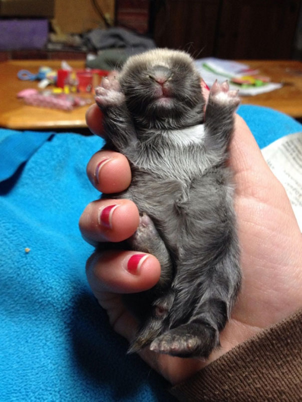 29 Foto Di Adorabili Animali E Cuccioli Che Stanno Nel Palmo Di Una Mano