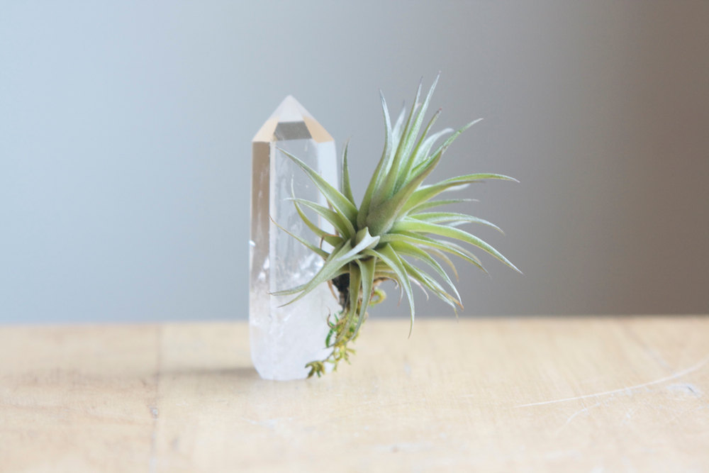 La tillandsia e le piante aeree, o epifite, per arredare la casa con  creatività