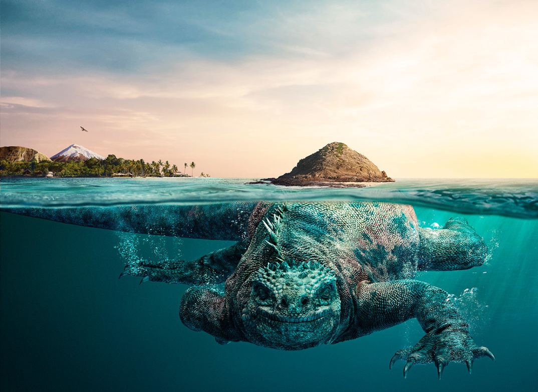 Maestosi Animali Marini Trasportano Sulle Spalle Le Terre Dell Ecuador