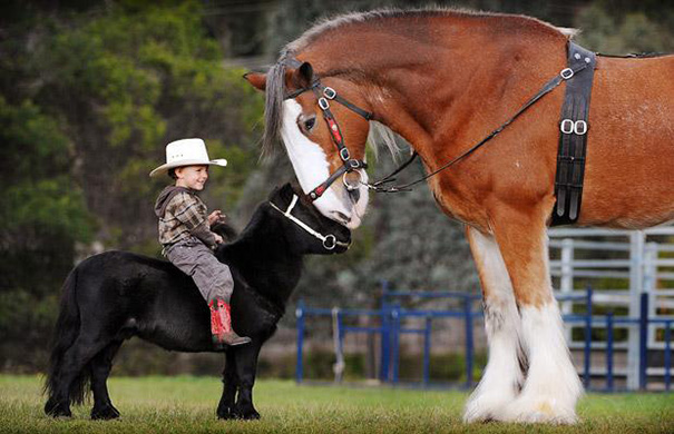 35 mini pony e cavalli nani da non far vedere ai vostri bambini