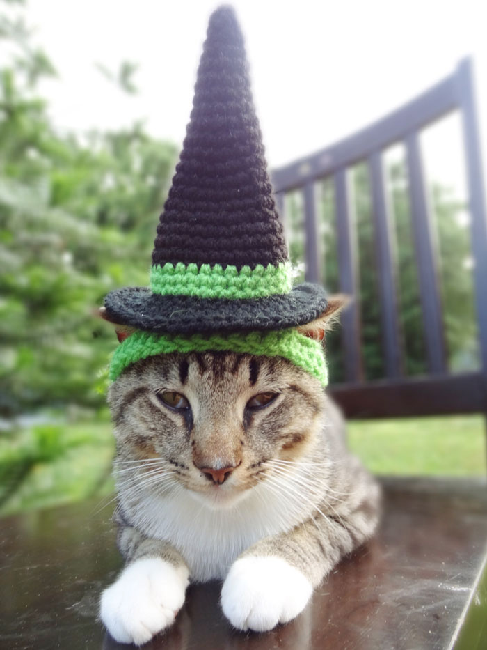 Cappello per gatti, cappello con pom pom all'uncinetto a 2 colori per gatti  e cani di piccola taglia, accessori felini per l'inverno, simpatico oggetto  per foto di gatti -  Italia