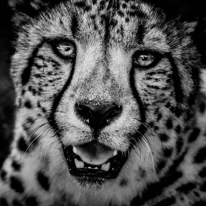 fotografia bianco e nero animali selvatici africa laurent baheux 6