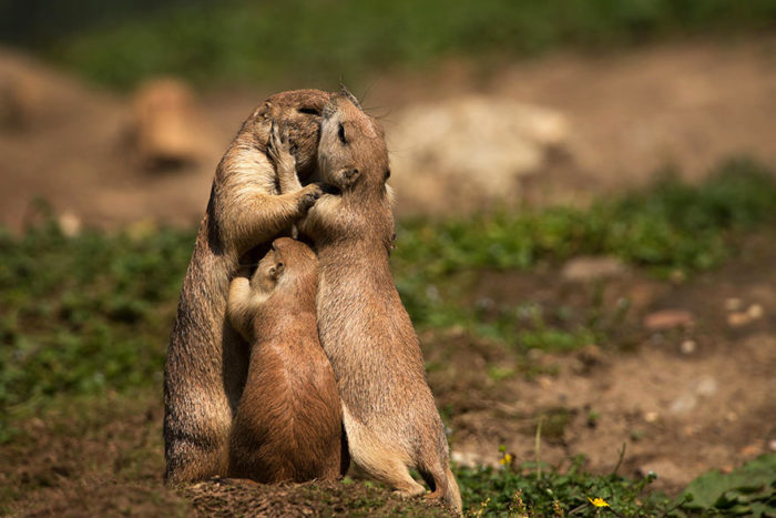 Risultati immagini per giornata mondiale del bacio 2019 immagini?