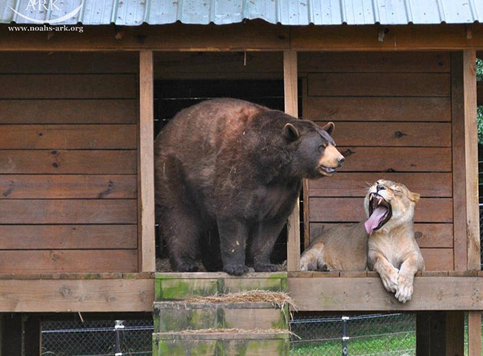 orso grizzly che combatte un leone