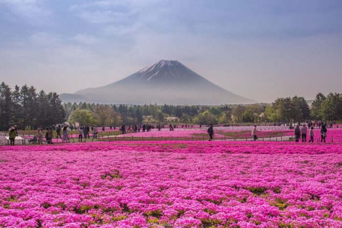 Uno spettacolo di 4,5 milioni di fiori blu appena sbocciati all'Hitachi