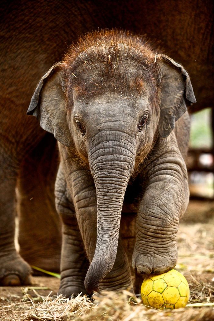 Elefantini cosi graziosi che vi faranno innamorare, 76 foto elefanti