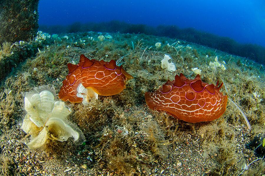 Una incredibile foresta di corallo circonda i vulcani sottomarini