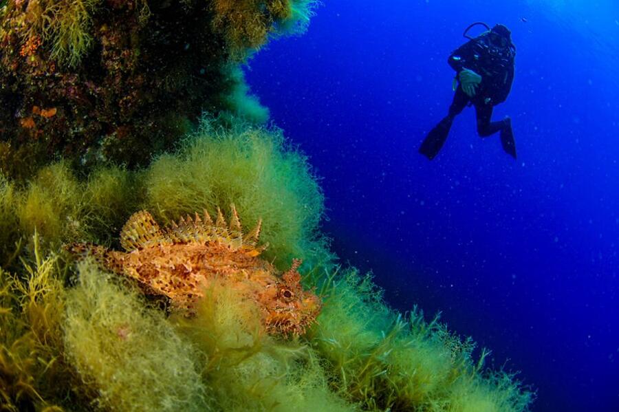 Una incredibile foresta di corallo circonda i vulcani sottomarini