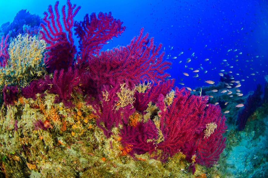 La foresta di coralli, un gioiello del mare: immagini che stupiscono