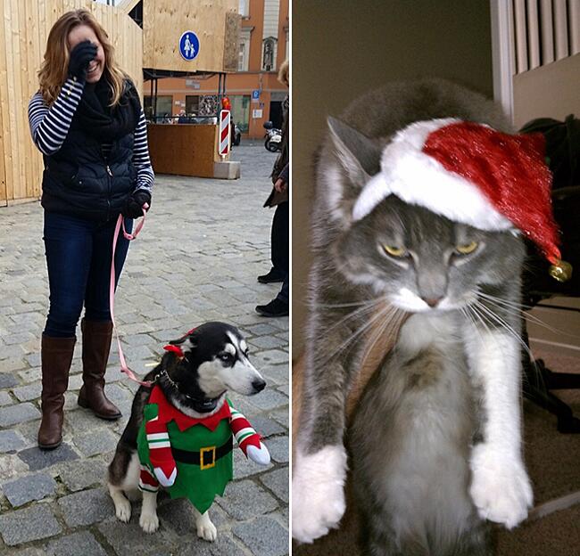 Immagini Divertenti Animali Natale.Animali Che Odiano Il Natale Piu Di Ogni Altra Cosa Keblog