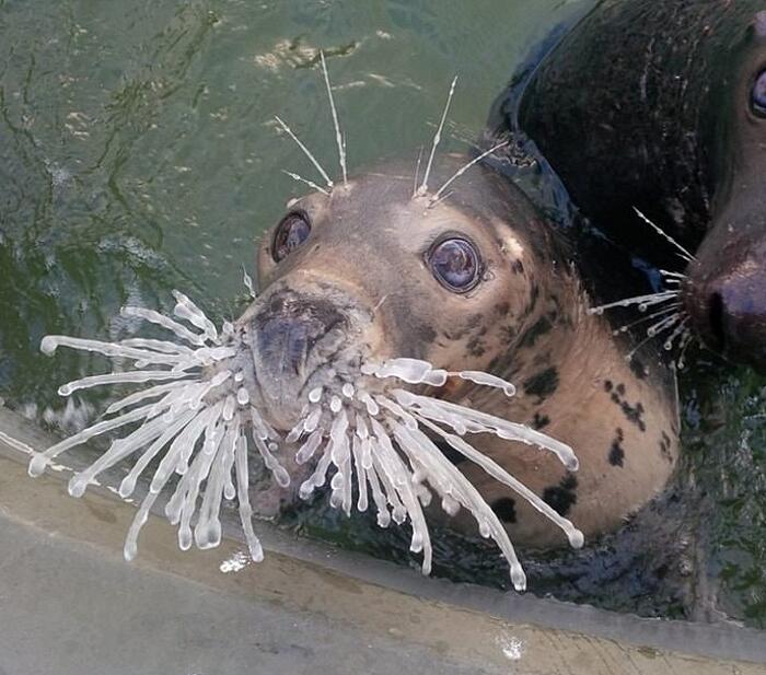 21 Buffi Animali Che Vi Strapperanno Un Sorriso