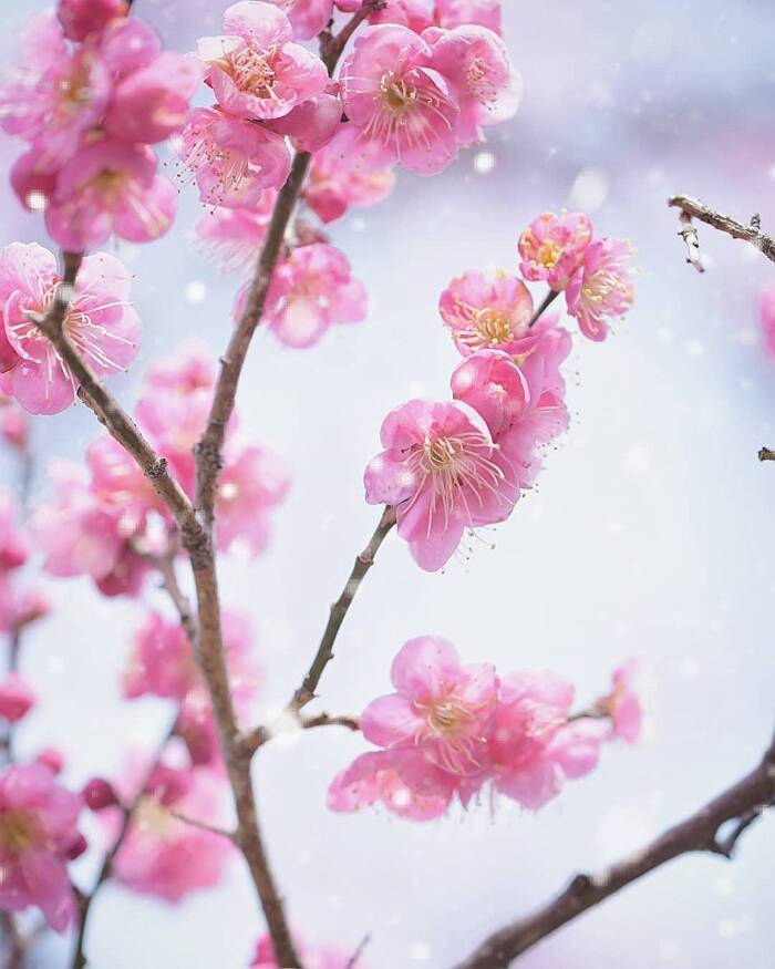 fiori di ciliegio di colore rosa intenso, la fioritura dei ciliegi in  Giappone Stock Photo - Alamy