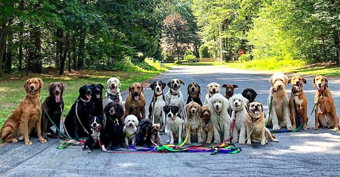 Dog sitter scatta ogni giorno bellissime foto di gruppo ai cani adorabili  che porta a passeggio