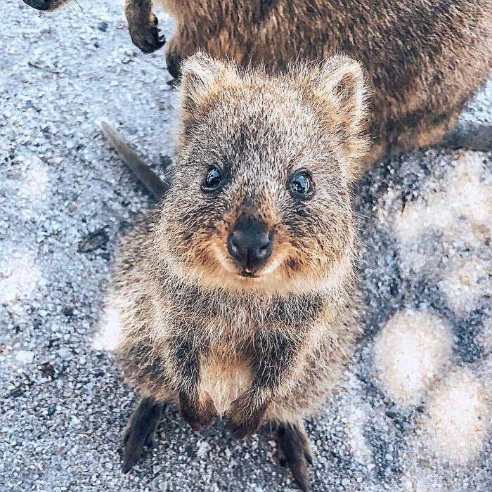 Studi Scientifici Provano Che Le Foto Di Animali Carini Possono Salvare La Tua Relazione Sentimentale