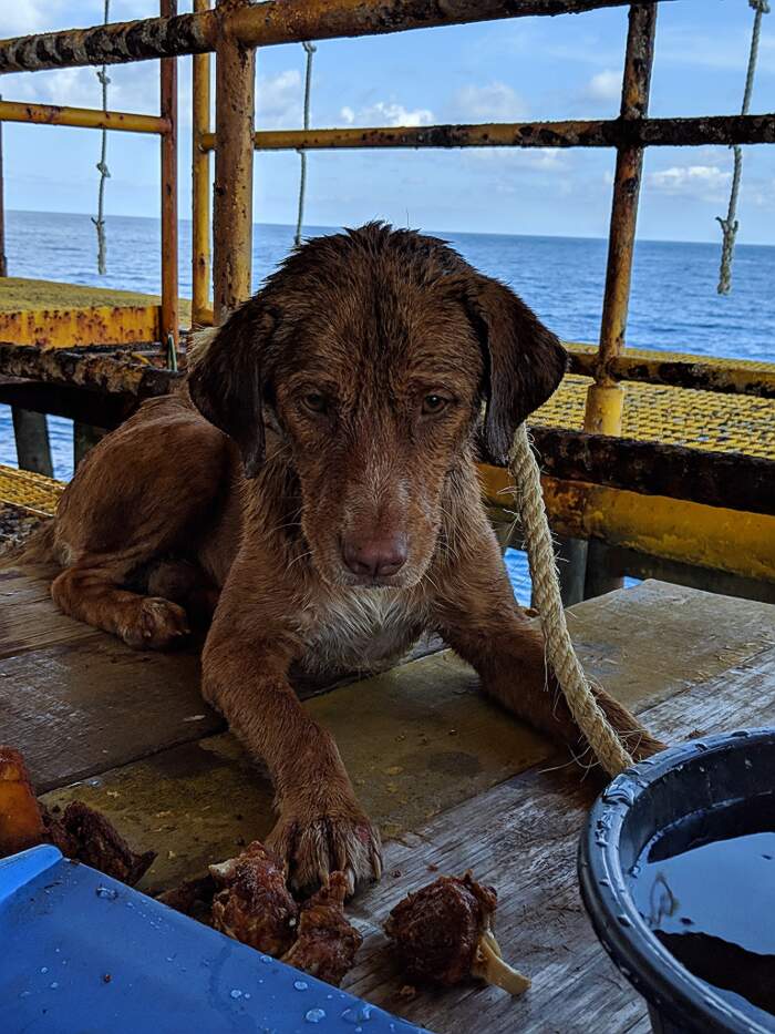 Operai Di Una Piattaforma Petrolifera Salvano Un Cane Che Nuotava A 2 Km Dalla Costa