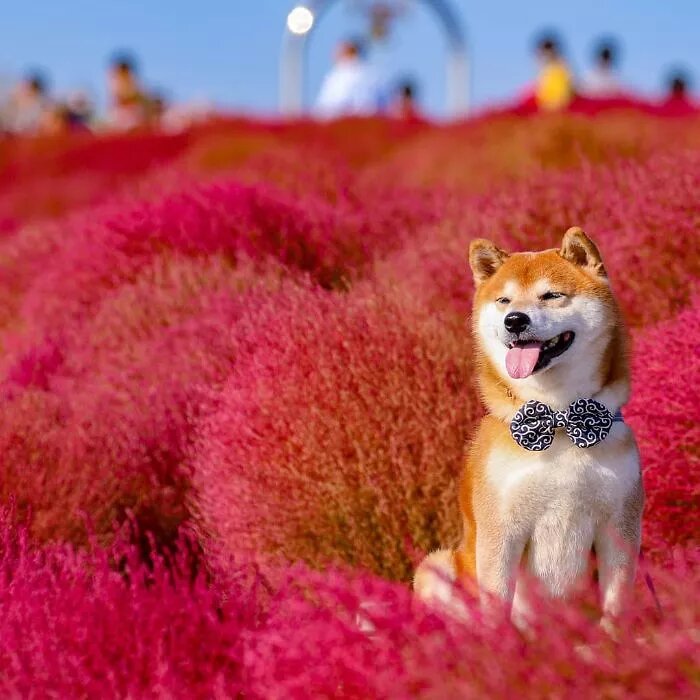 Fotografa il suo Shiba Inu tra i fiori dell'Hitachi Seaside Park ed  Internet impazzisce