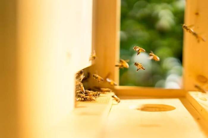 Con quest'arnia domestica puoi produrre il miele in casa (e salvare le api)