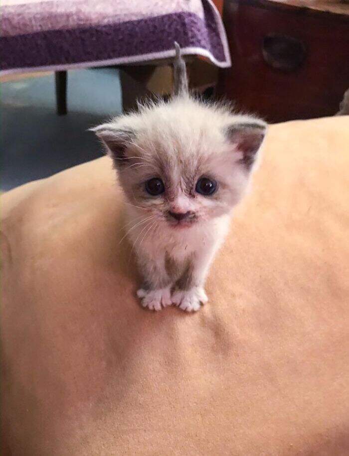 La nonna mi ha chiesto di fare una foto a lei e al suo gatto, non poteva  venire meglio - Keblog