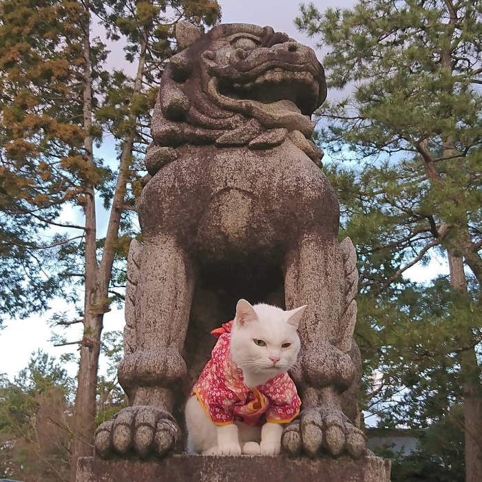 In Giappone c'è un tempio di gatti con dei monaci molto carini