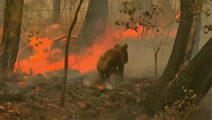 Koala sopravvissuto alle fiamme beve dalla mano del suo salvatore