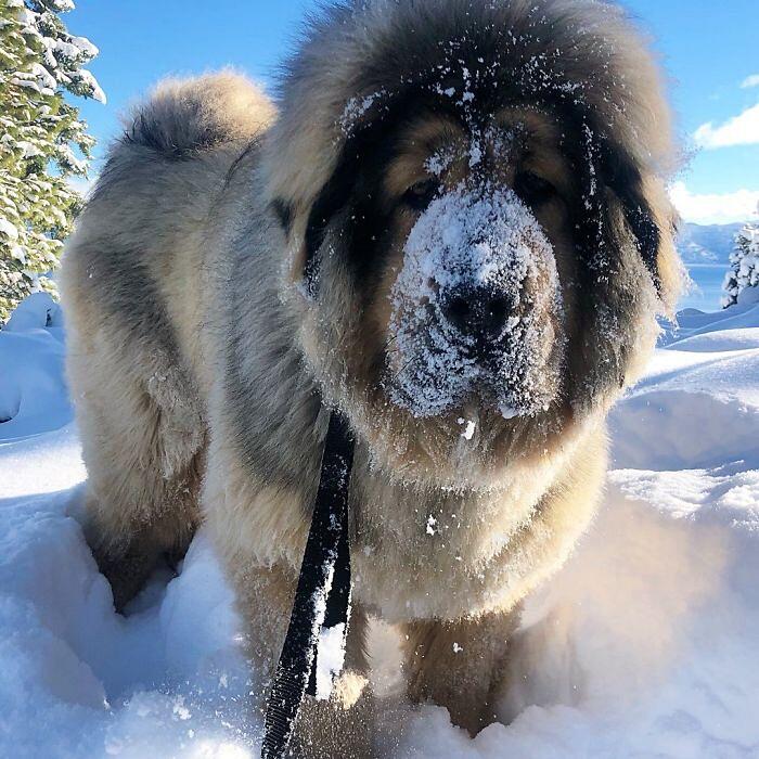 mix di pastore mastino tibetano