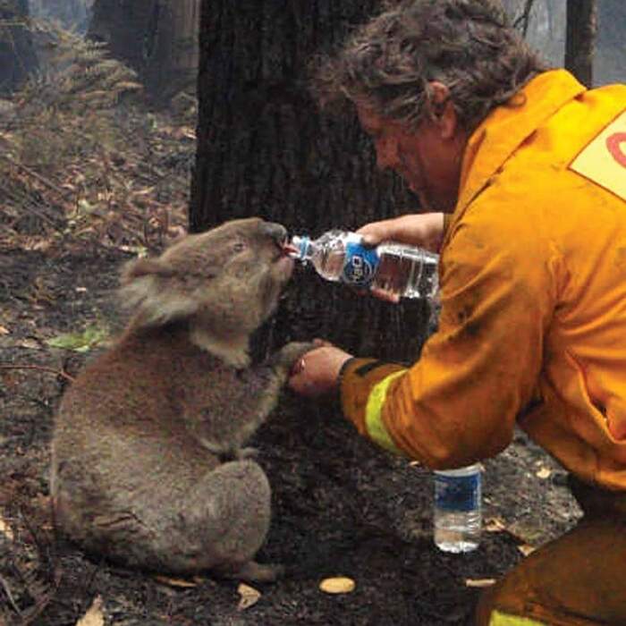 Risultati immagini per ANIMNALI MORTI AUSTRALIA