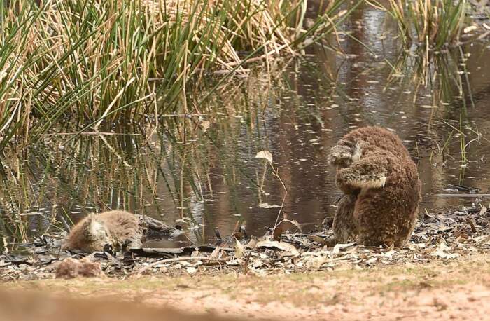 Koala Nasconde Il Viso Nella Sua Pelliccia Alla Vista Dell Amico Morto