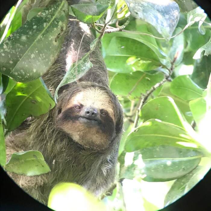 Piccolo bradipo, animali, foresta pluviale, Costa Rica' Tappetino mouse