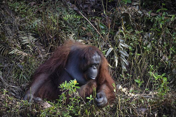 Orango tende la mano ad un uomo nell'acqua Borneo