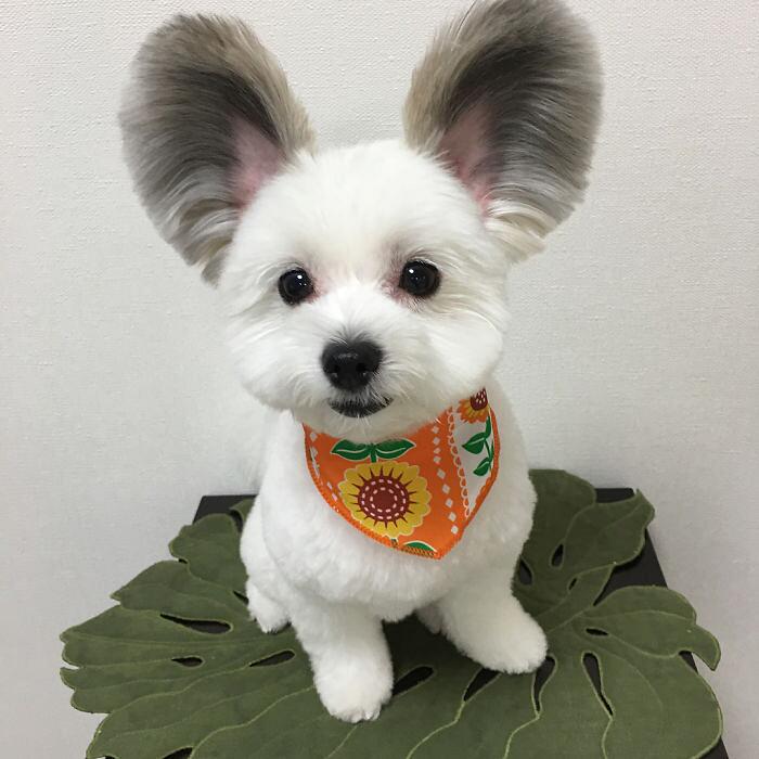 Goma, la dolcissima cagnolina con le orecchie da Topolino