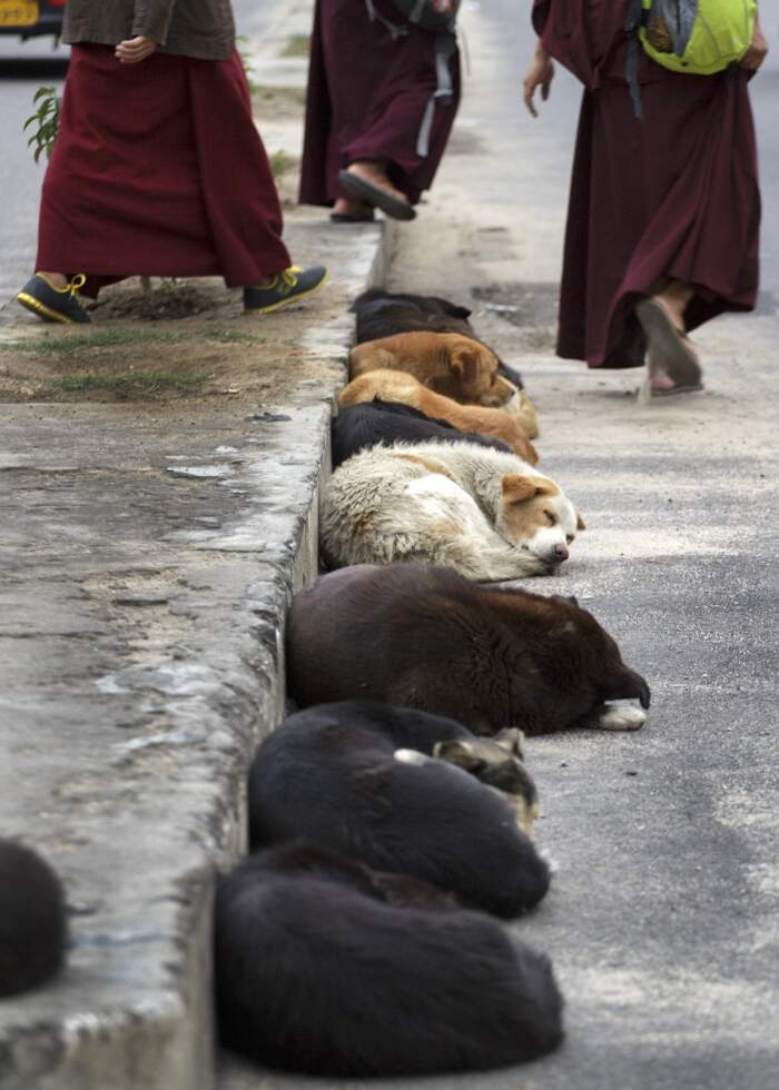 Il re del Bhutan chiede agli abitanti di adottare un cane o piantare un  albero per