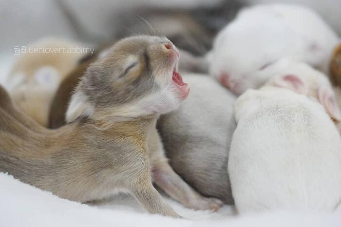 21 Adorabili Coniglietti Ti Faranno Desiderare Che Arrivi Subito Pasqua