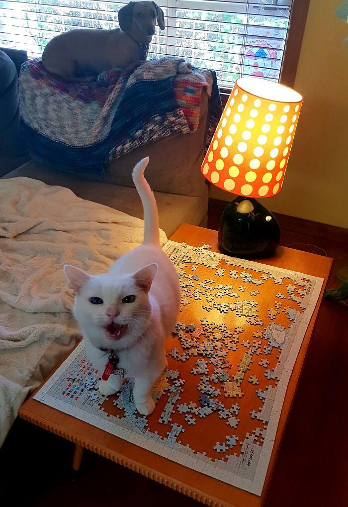 Gatti alle prese con i puzzle foto divertenti