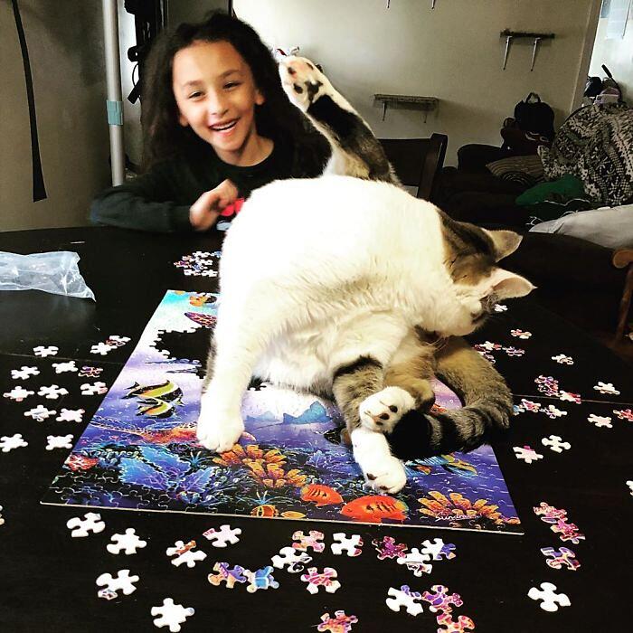 Gatti alle prese con i puzzle foto divertenti