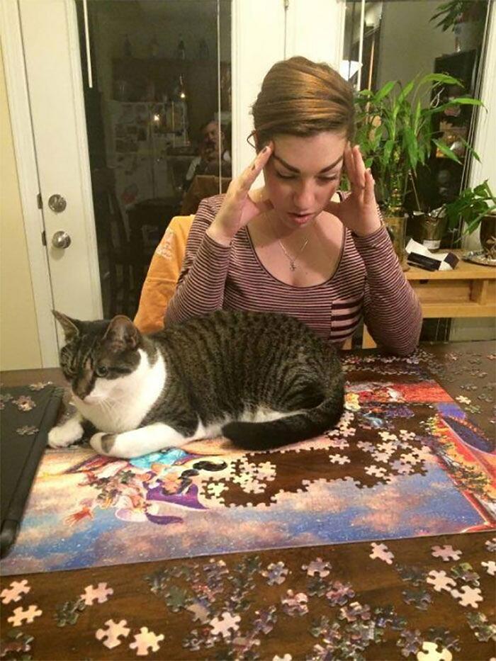 Gatti alle prese con i puzzle foto divertenti