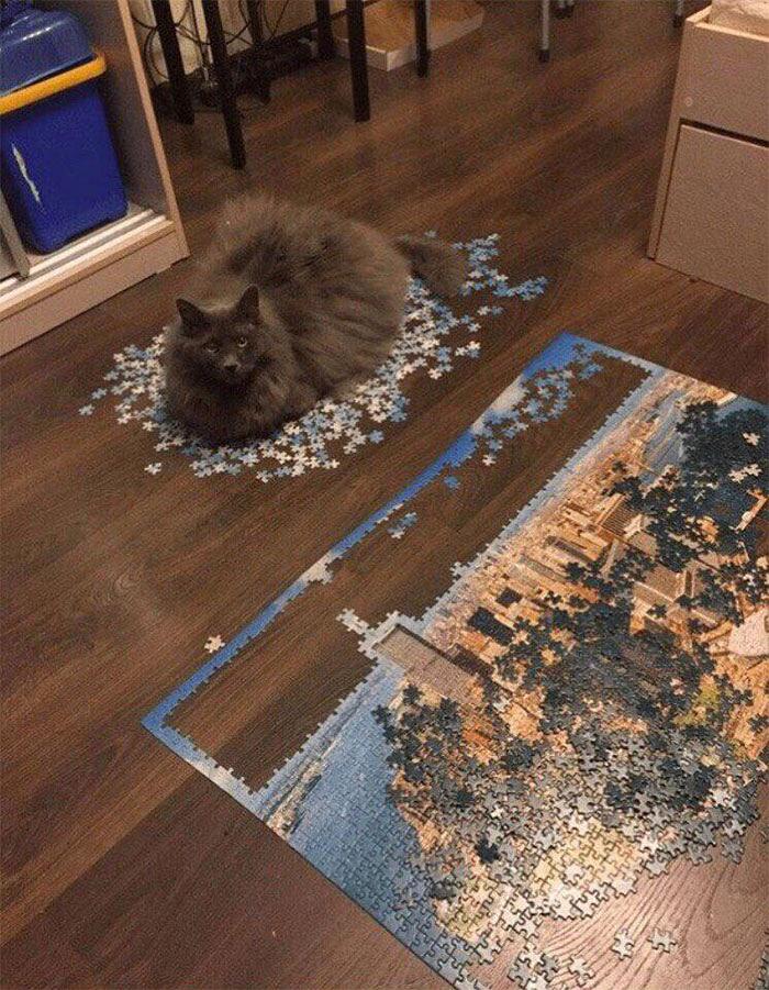 Gatti alle prese con i puzzle foto divertenti